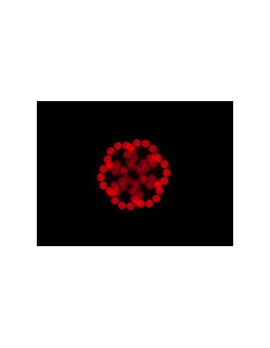 Focus Spot 5Z 