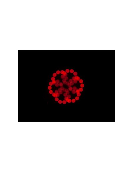 Focus Spot 5Z 